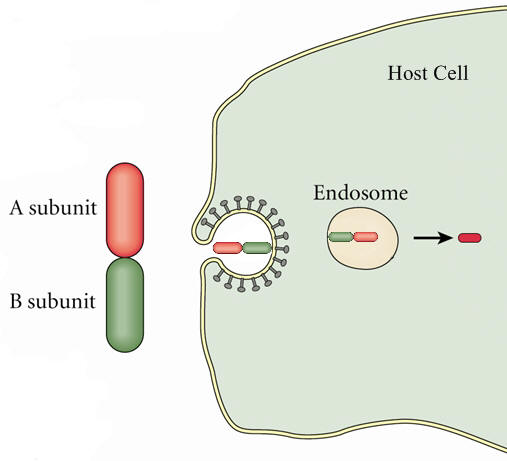 A-B toxin entry into host cell.
