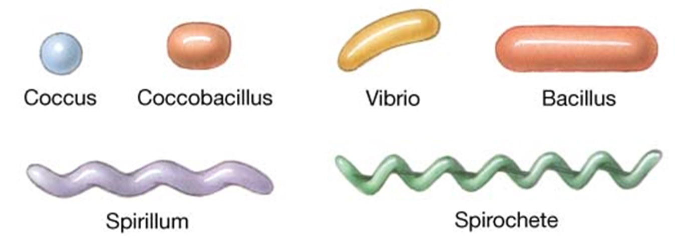 Bacteria 3 Shapes