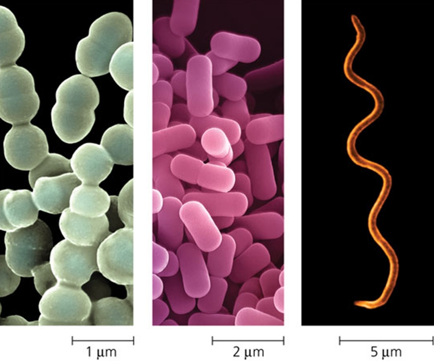 types of bacterial cells