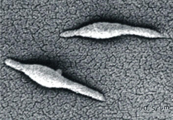  This photomicrograph depicts two Mycoplasma pneumoniae bacteria.