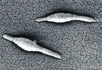 mycoplasma pneumonia