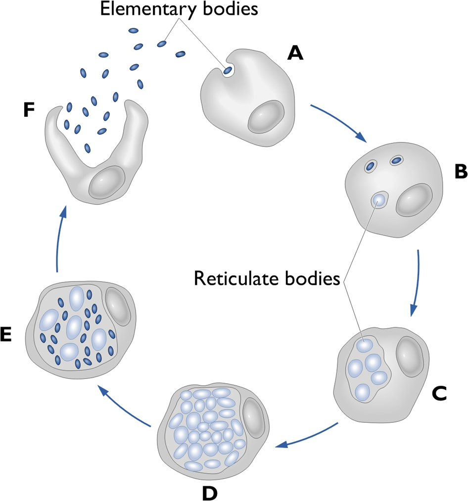 chlamydial inclusion bodies