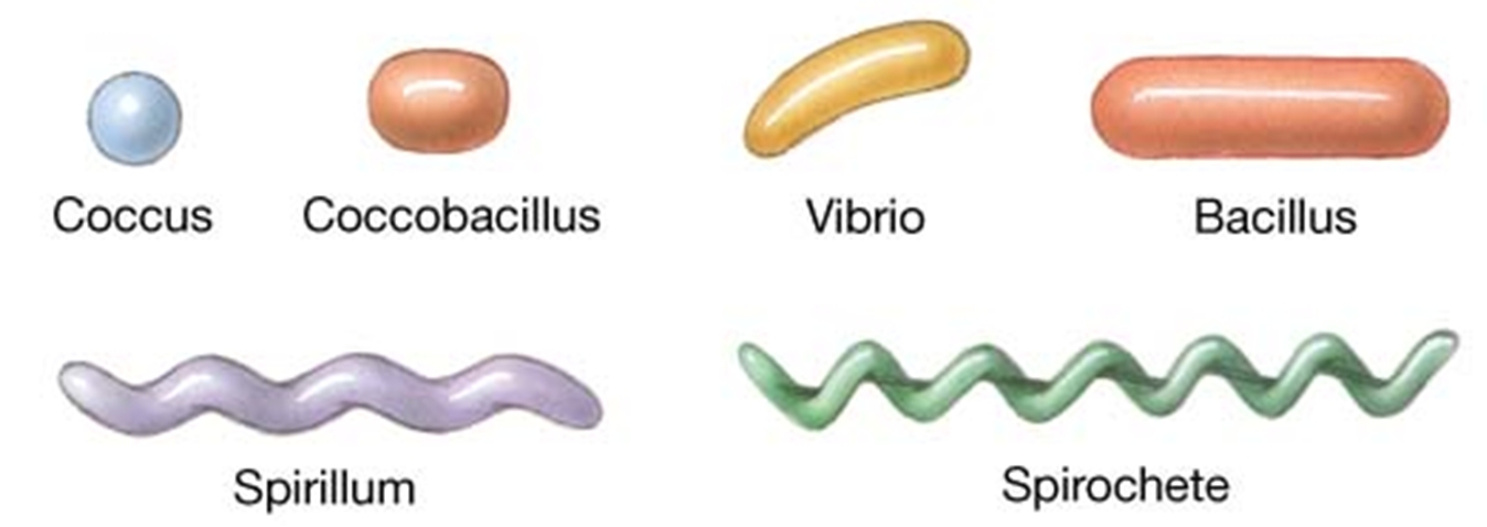 Bacterium Shapes