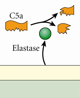 elastase