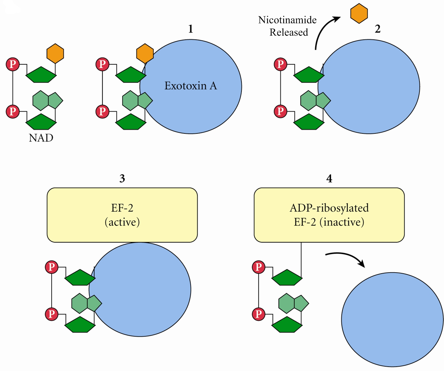 Pseudomonas exotoxin A