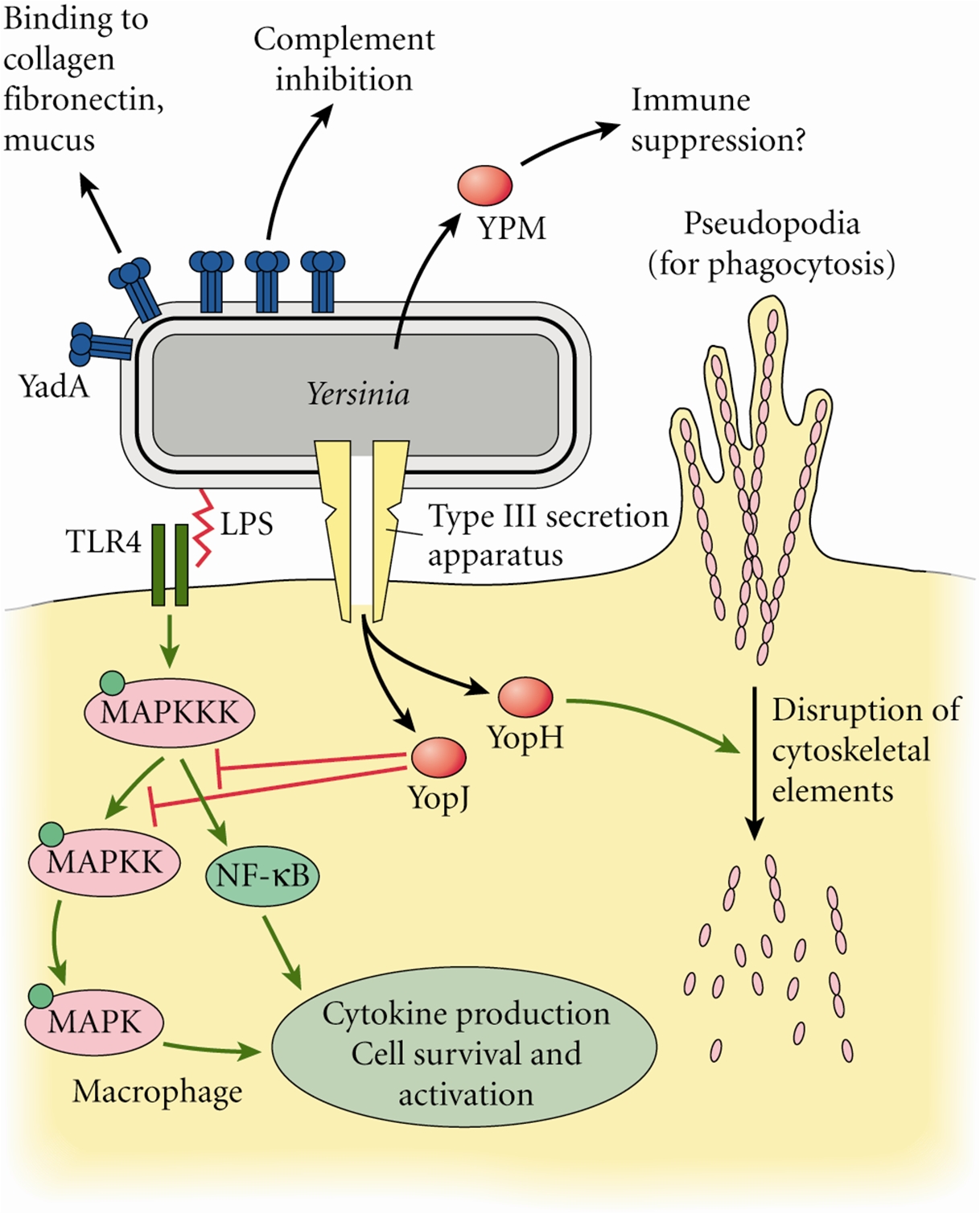 pneumonic plague bacteria