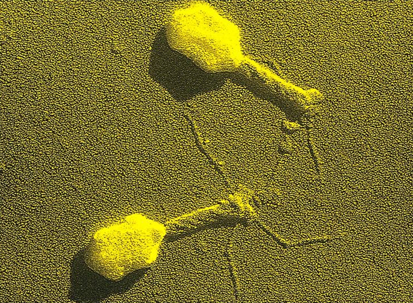 Bacteriophages