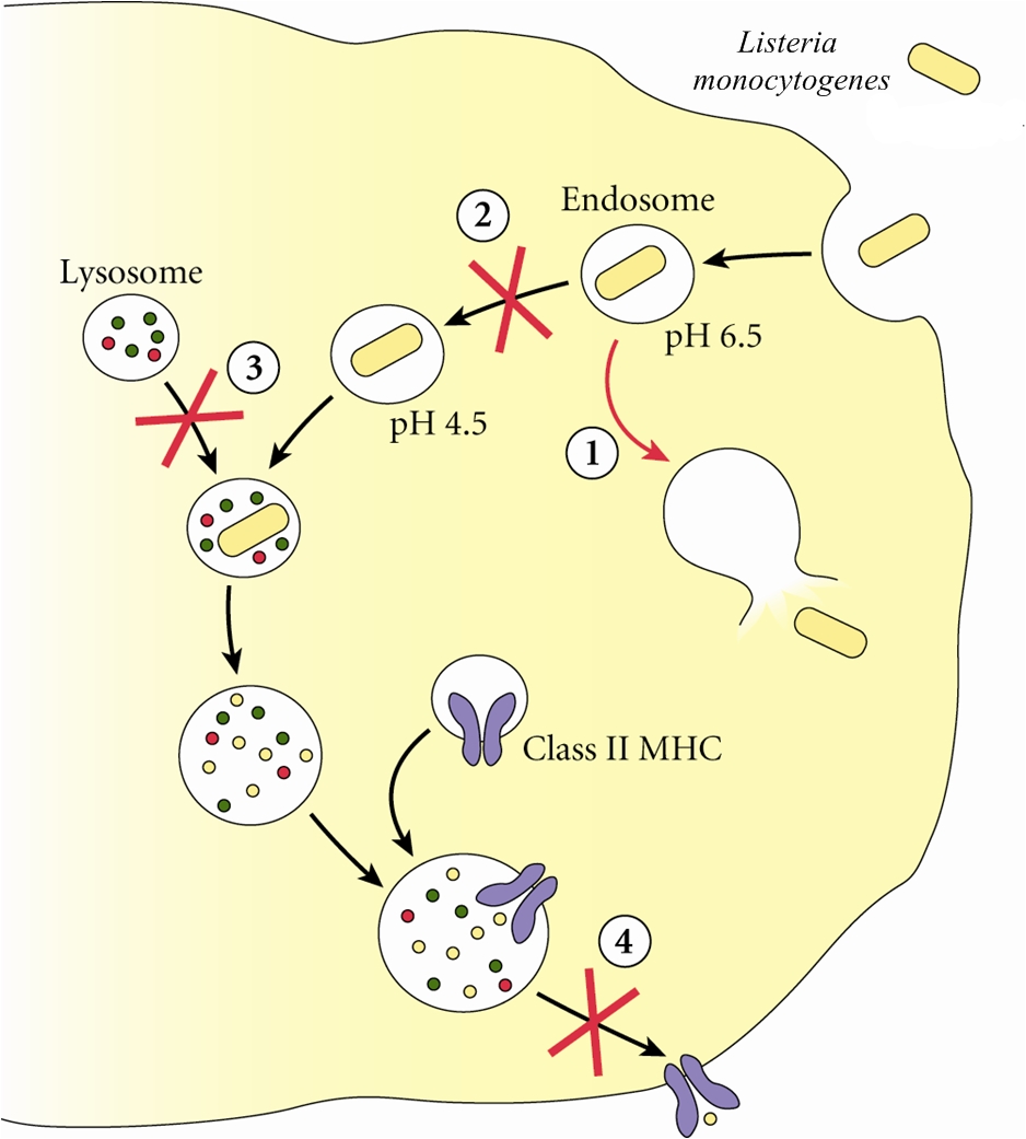 Listeria monocytogenes что это