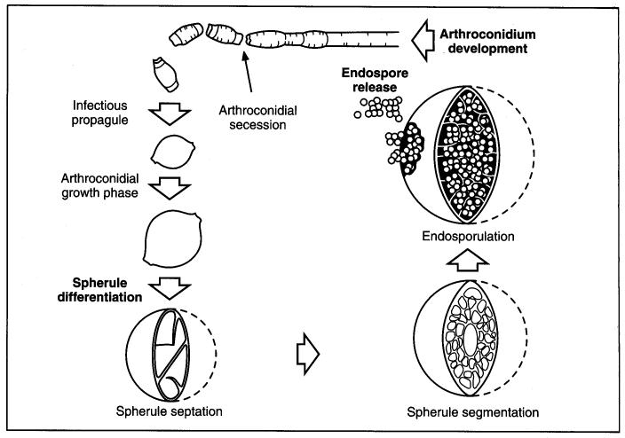 arthroconidia