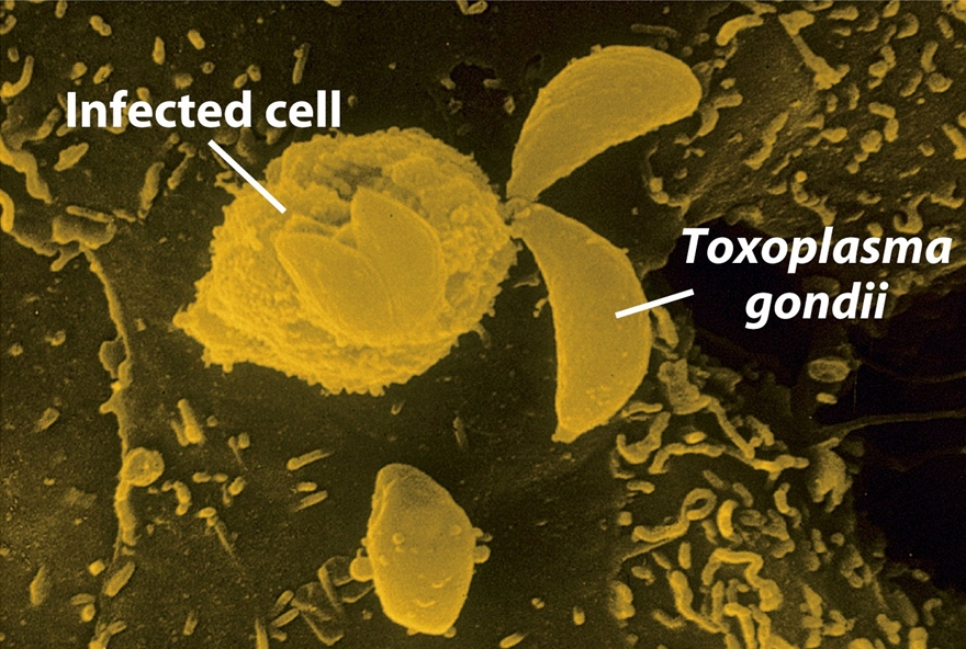 megöli a toxoplazmózis parazitákat ismét szemölcsök