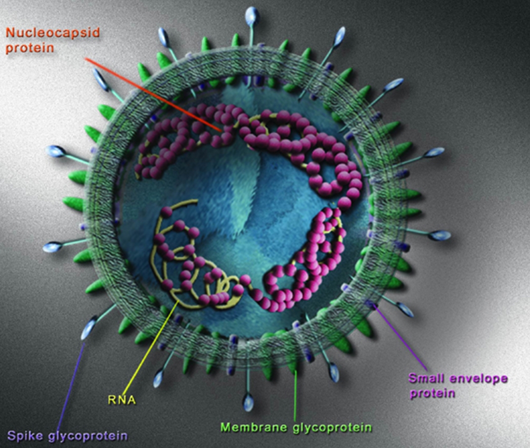 A model of SARS-CoV