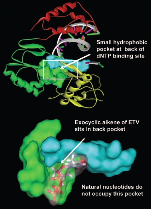 Homology model of hepatitis B virus reverse transcriptase
