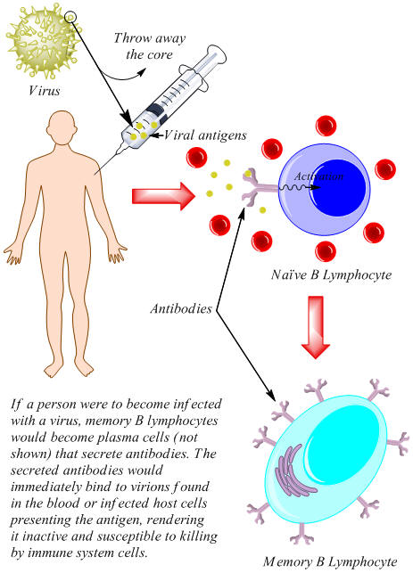 immunization. Vaccination