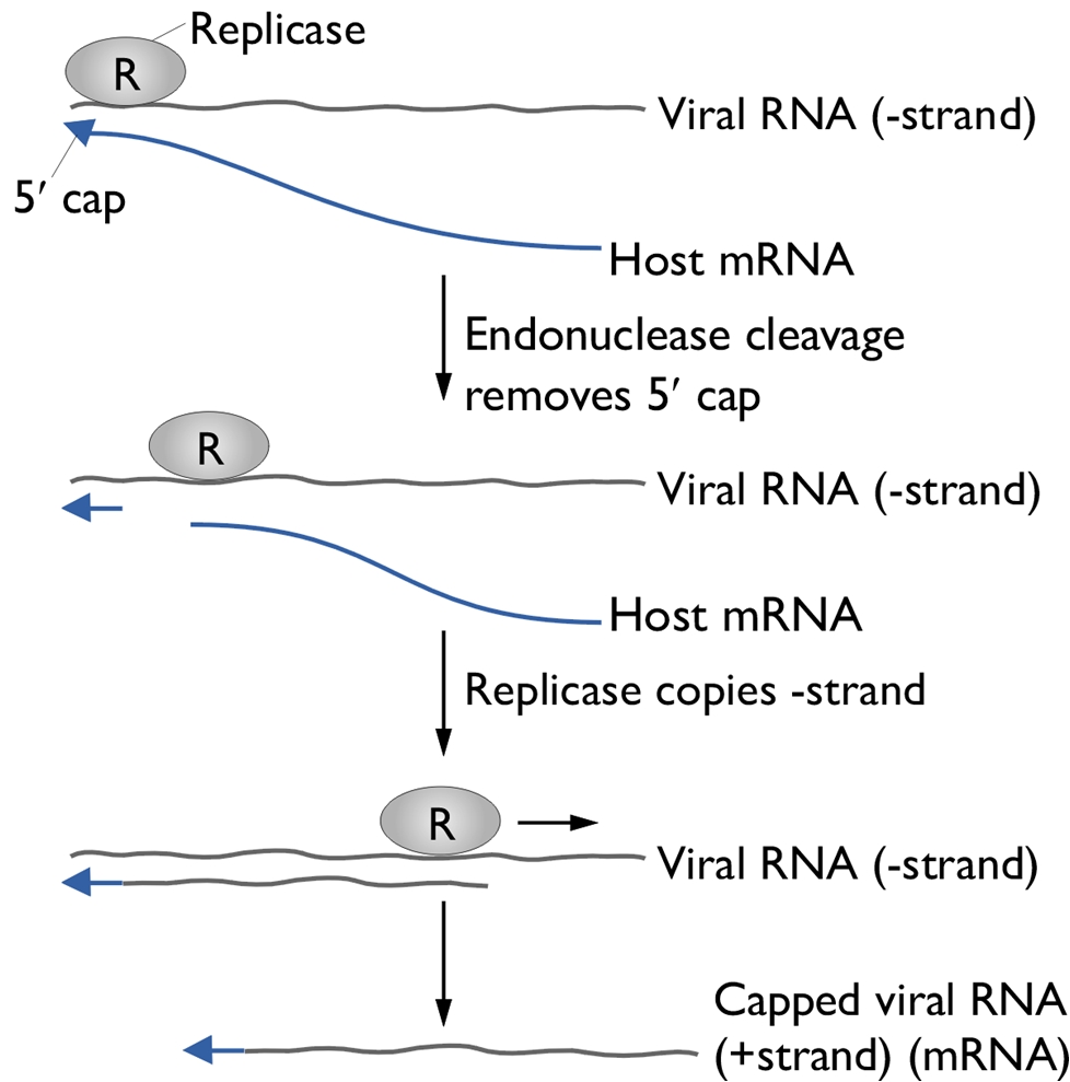 Structure of the 5’ cap and the mechanism by which influenza virus subverts the host cell’s translation machinery to its own use. 
