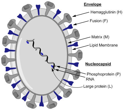 rubeola virus structure