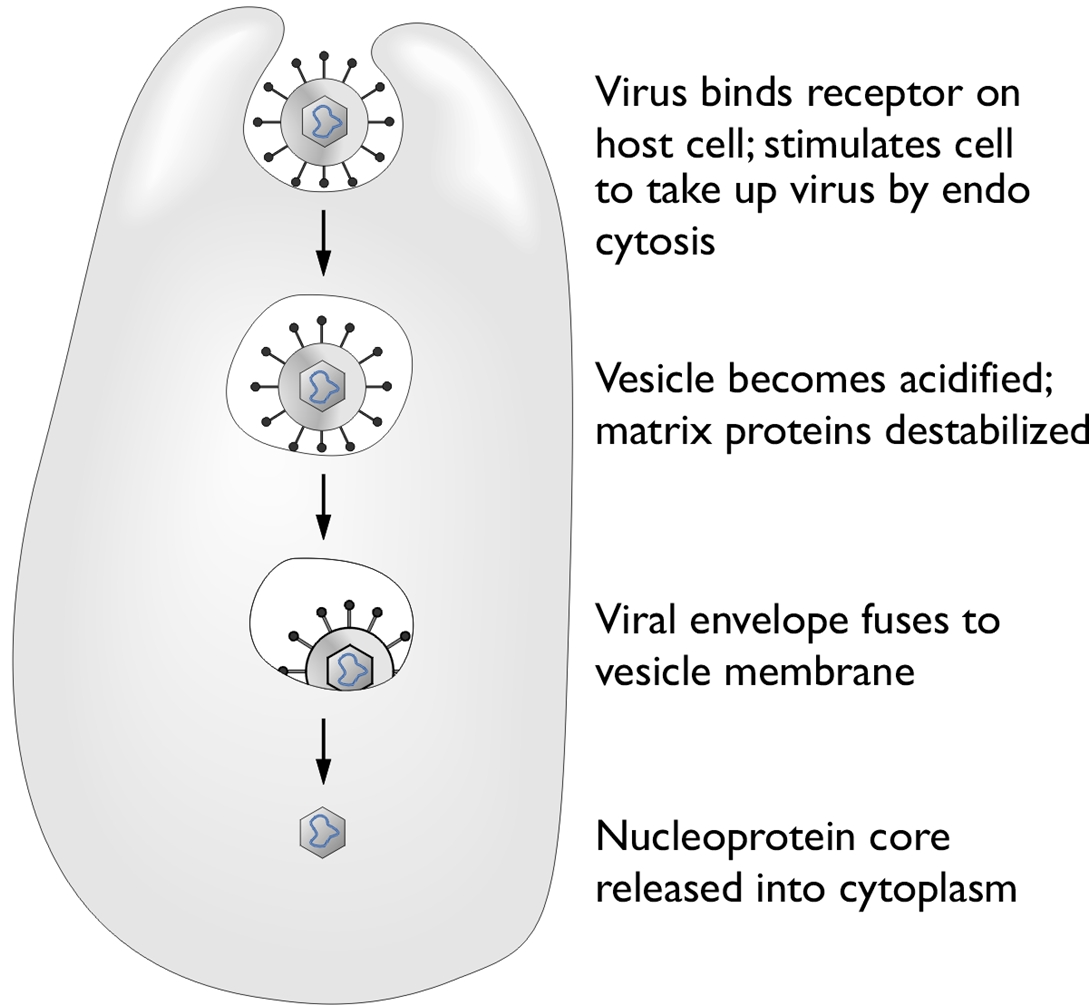 Entry & uncoating of Influenza A virus