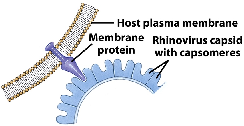 rhinovirus structure