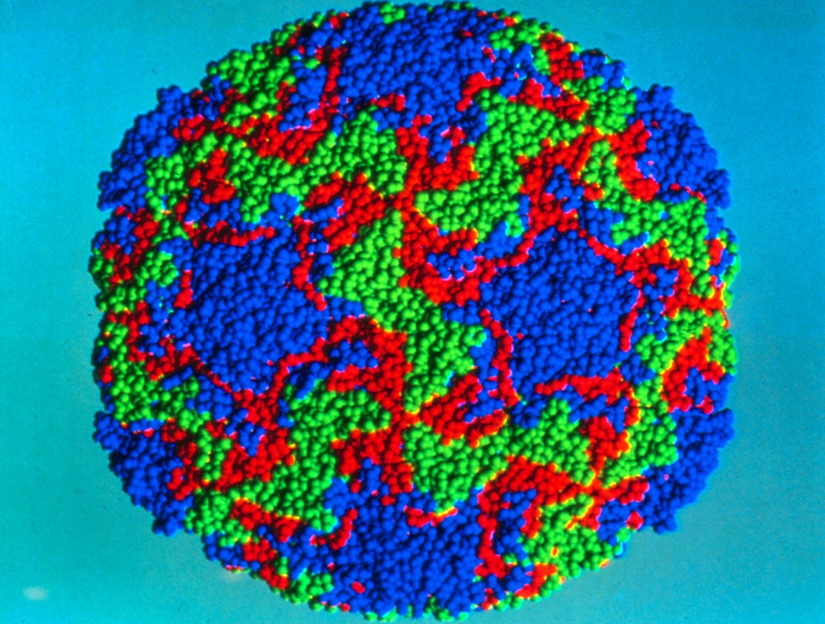 rhinovirus structure