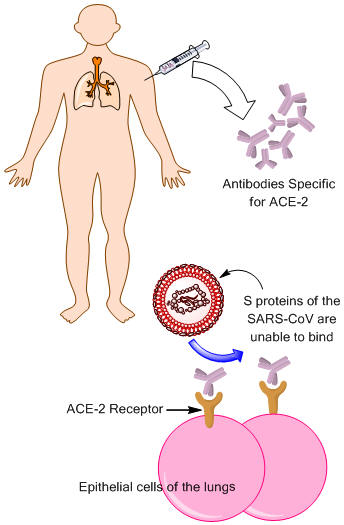 SARS-CoV by binding to ACE-2 