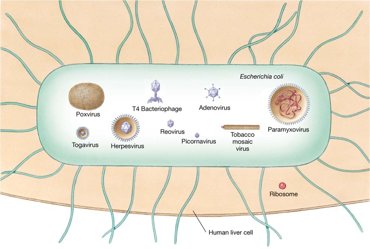 bacteria sizes